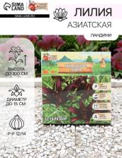 Посадочный Материал Лилия Ландини