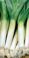 Посадочный Материал Лук порей Болгарский великан