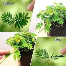 Посадочный Материал Мимоза Недотрога