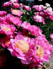 Посадочный Материал Пион Бездей