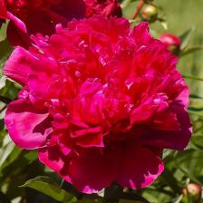 Посадочный Материал Пион травянистый Биг Бен