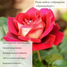 Посадочный Материал Роза чайно-гибридная Кроненбург