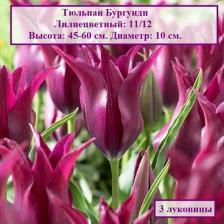 Посадочный Материал Тюльпан Бургунди