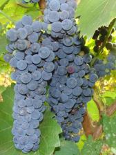 Посадочный Материал Виноград амурский