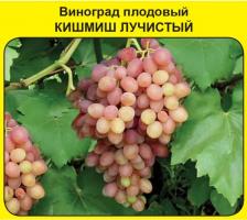 Посадочный Материал Виноград Кишмиш лучистый