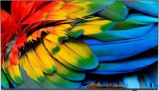 LCD телевизор Philips 75HFL6214U [75", 3840 x 2160, TFT, 4K Ultra HD, 3840х2160, LED, Android]