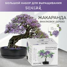 Товары для творчества, хобби Вырасти Дерево! Сад Радости: Бонсай Жакаранда