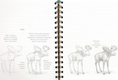 Скетчбук Рисуем животных 72 листа – фото 16