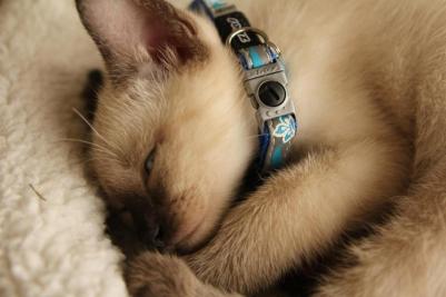 Ошейник для кошек NightCat S-11мм, 31 см CB08D, Оранжевый – фото 2