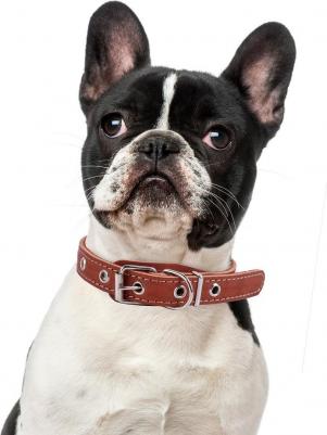 Ошейник для собак о20унк универсальный коньячный 20 мм 44 см – фото 6