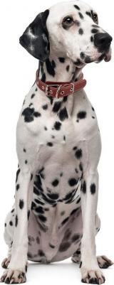 Ошейник для собак о20унк универсальный коньячный 20 мм 44 см – фото 10