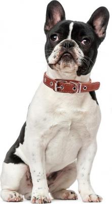 Ошейник для собак о20унк универсальный коньячный 20 мм 44 см – фото 13