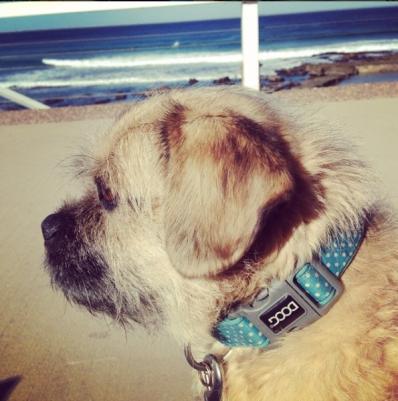 Ошейник для собак Snoopy голубой с белым 16-25см XS (Австралия) – фото 1