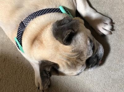 Ошейник Pongo черный в белую крапинку для собак XS 16-25 см – фото 4