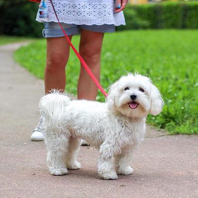 Ошейник CRICKET C20/50 бежевый (нейлон) – фото 4