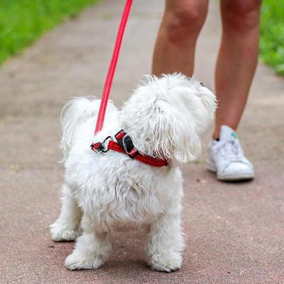 Ошейник CRICKET C20/50 бежевый (нейлон) – фото 8