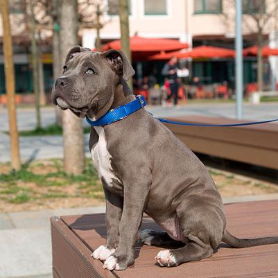 Ошейник для собак Daytona Fantasy C25/45 синий, нейлон – фото 6