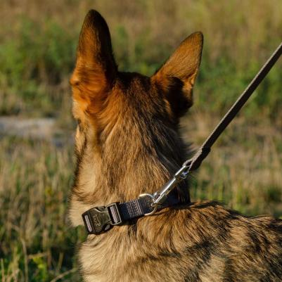 Ошейник нейлоновый с пластиковым креплением для собак Club, объем шеи 23-32 см, ширина 1 см, серый – фото 2