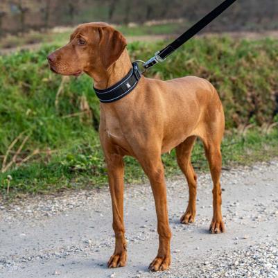 Ошейник с автоматическим замком GENIUS C 2,5/55 см, черный – фото 9