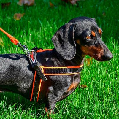 Шлейка AGILA ERGOFLUO 4 для собак, желтая – фото 12