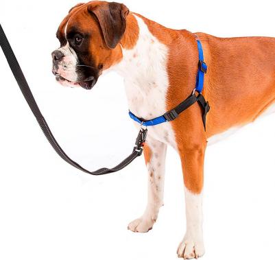 Шлейка COACH L для тренировок (синяя) – фото 3