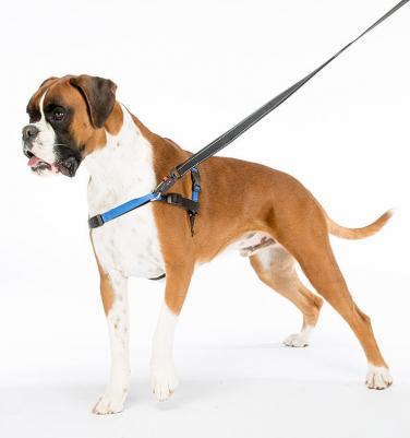 Шлейка COACH L для тренировок (синяя) – фото 5