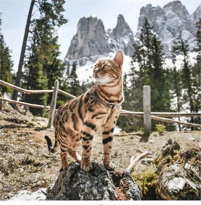 Шлейка для собак Easy P Extra Small красная – фото 5