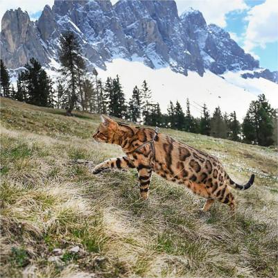 Шлейка для собак EASY P Extra Small синяя – фото 3