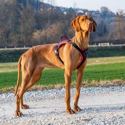 Шлейка для собак GENIUS с автоматическими замками, размер M, цвет черный – фото 9