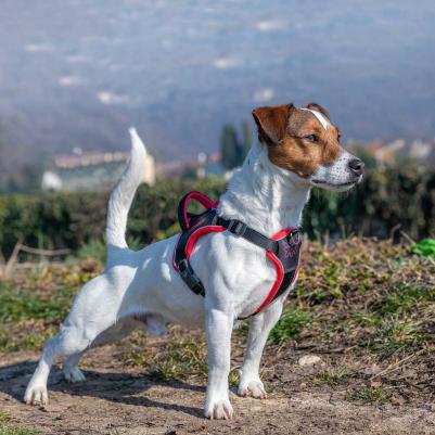 Шлейка для собак GENIUS с автоматическими замками, размер S, цвет черный – фото 5