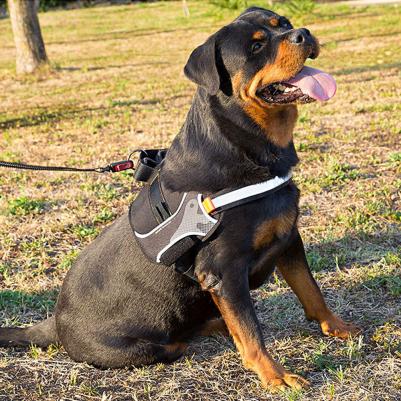 Шлейка для собак Hercules для собак XL Черный – фото 3