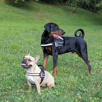 Шлейка для собак Hercules для собак XL Черный – фото 10