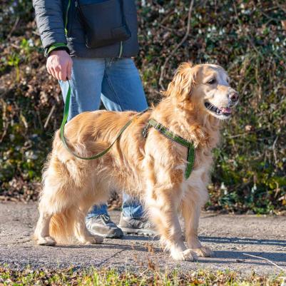 Шлейка для собак мелких пород Daytona Deluxe S, зелено-черная – фото 2