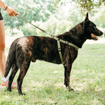 Шлейка для собак на мягкой подкладке Daytona Extra Large, обхват шеи 84-90 см, обхват груди 88-100 см, оливковый – фото 3