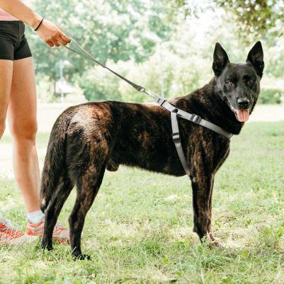 Шлейка для собак на мягкой подкладке Daytona Large, обхват шеи 65-70 см, обхват груди 66-73 см, темно-серый – фото 6