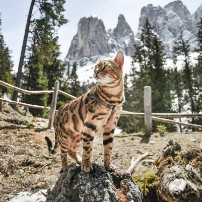 Шлейка Easy P Ex.Small для собак (Черный) – фото 6