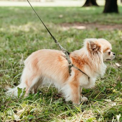 Шлейка нейлоновая для собак Easy P, объем шеи 33 см, объем груди 46,5 см, серая – фото 2