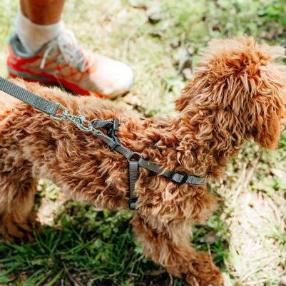 Шлейка нейлоновая для собак Easy P, объем шеи 35 см, объем груди 53 см, серая – фото 2