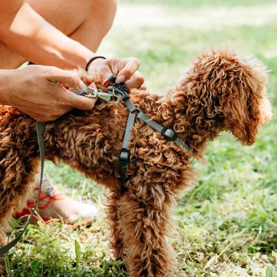 Шлейка нейлоновая для собак Easy P, объем шеи 35 см, объем груди 53 см, серая – фото 4