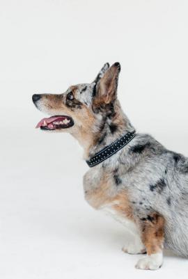 Ошейник для собак средних пород кожаный двойной с шипами-ёж 27-35x2 см