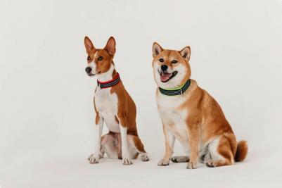 Ошейник нейлоновый с мягкой подкладкой, 25 мм х 39-45 см 4605350065455 – фото 1