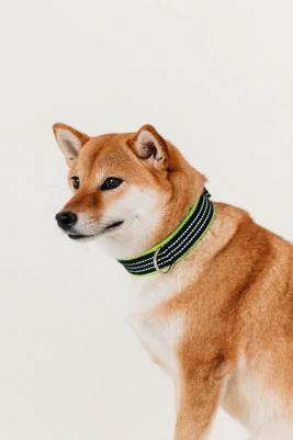 Ошейник нейлоновый с мягкой подкладкой, 25 мм х 39-45 см 4605350065455 – фото 4