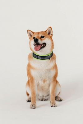 Ошейник нейлоновый с мягкой подкладкой, 25 мм х 39-45 см 4605350065455