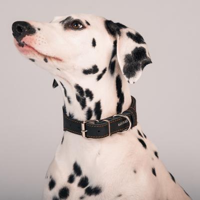 Ошейник переменной ширины для собак, ширина 4 см, обхват шеи 36-44 см, черный – фото 1