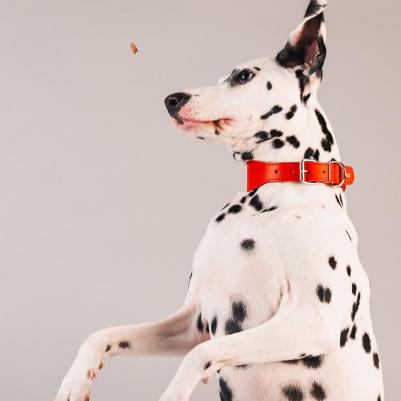 Ошейник переменной ширины для собак, ширина 4 см, обхват шеи 36-44 см, красный – фото 1