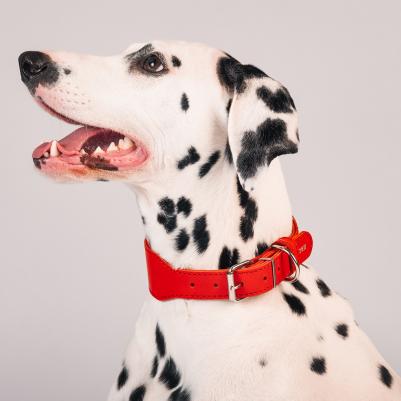 Ошейник переменной ширины для собак, ширина 4 см, обхват шеи 36-44 см, красный – фото 2