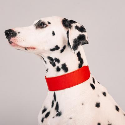 Ошейник переменной ширины для собак, ширина 4 см, обхват шеи 36-44 см, красный – фото 3