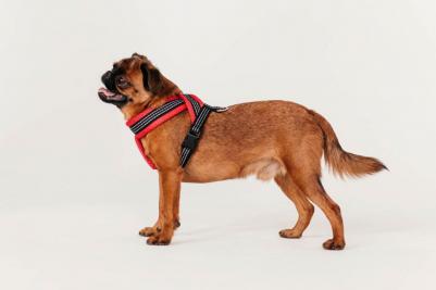 Шлейка для собак Х-образная с мягкой подкладкой, 50 см, красный