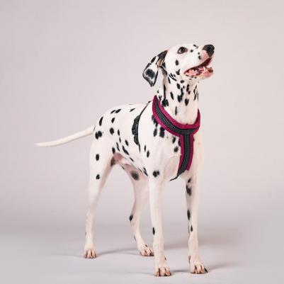 Шлейка нейлон Х-образная с мягкой подкладкой 20мм х 40см х 44/55см, фиолетовая – фото 3