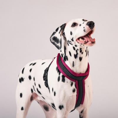 Шлейка нейлон Х-образная с мягкой подкладкой 25мм х 50см х 60/70см, фиолетовая – фото 4